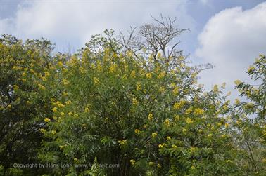 On Route to Ooty_DSC5210_H600